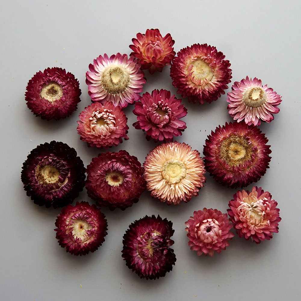 Couronne de chrysanthème color - Baby Products Expo avis et prix